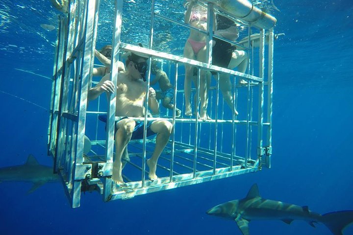 Shark Diving Cage Experience in Hawaii