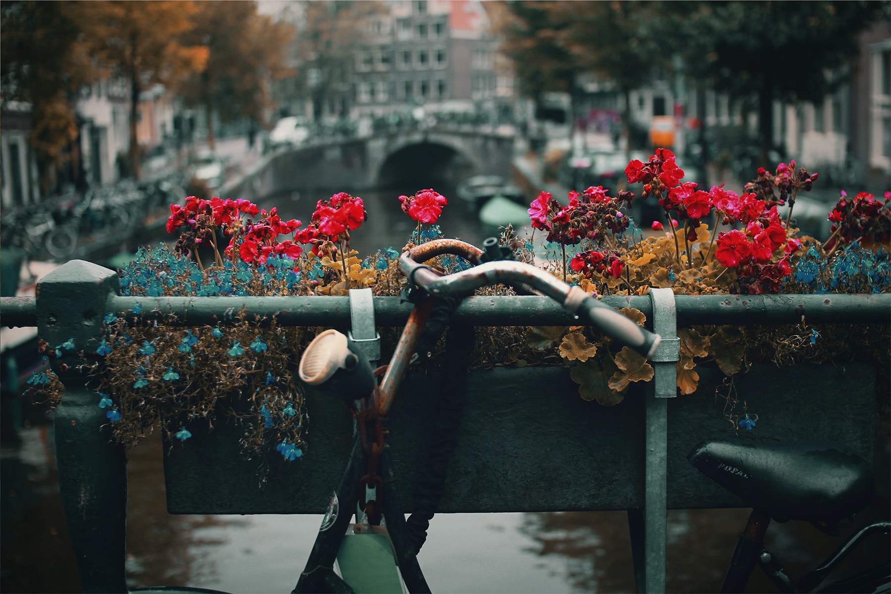 Exploring the Charm of Amsterdam